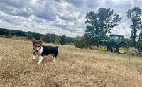 Izzy, a female Pembroke Welsh Corgi for sale in Cookville, TX – 6 of 7