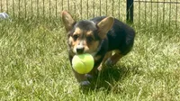 Richard, a male Pembroke Welsh Corgi for sale in Cookville, TX – 6 of 9