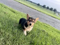 Izzy, a female Pembroke Welsh Corgi for sale in Cookville, TX – 7 of 8