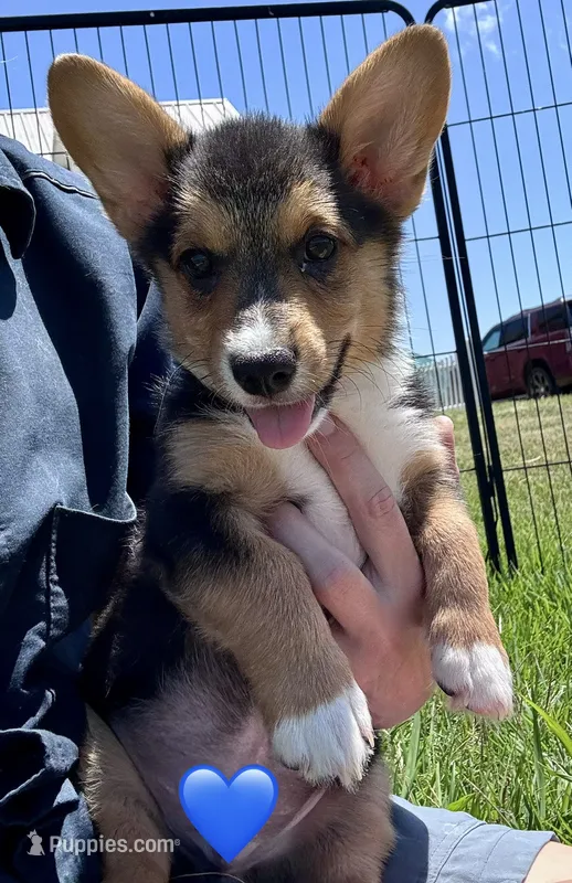 Richard – Pembroke Welsh Corgi puppy for sale in Cookville, TX