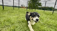 Bessie, a female Cardigan Welsh Corgi and Pembroke Welsh Corgi for sale in Cookville, TX – 8 of 10