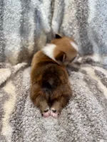Alex, a male Pembroke Welsh Corgi for sale in Cookville, TX – 5 of 8