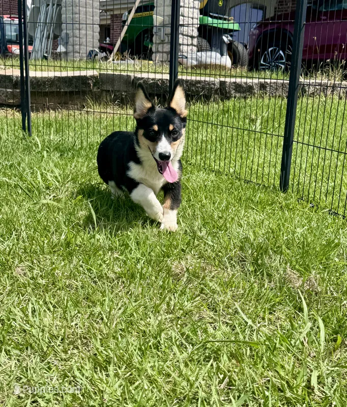 RJ – Cardigan Welsh Corgi, Pembroke Welsh Corgi puppy for sale in Cookville, TX