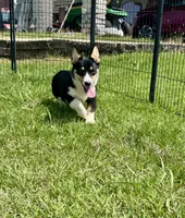 RJ, a male Cardigan Welsh Corgi and Pembroke Welsh Corgi for sale in Cookville, TX – 1 of 10