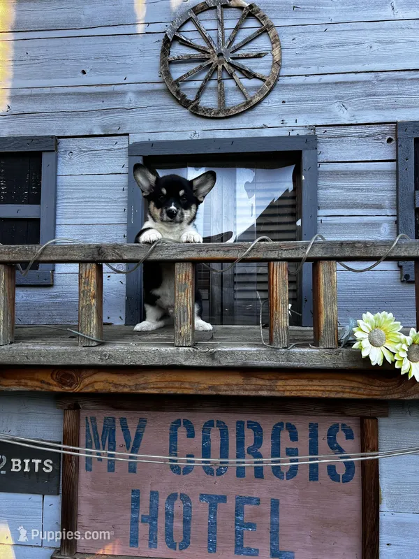 R J, a male Cardigan Welsh Corgi and Pembroke Welsh Corgi for sale in Cookville, TX – Photo 1 of 1