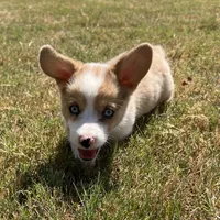 Chelsea, a female Cardigan Welsh Corgi and Pembroke Welsh Corgi for sale in Cookville, TX – 3 of 7