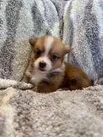Alex, a male Pembroke Welsh Corgi for sale in Cookville, TX – 1 of 8