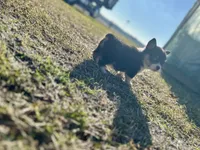 Jake, a male Cardigan Welsh Corgi and Pembroke Welsh Corgi for sale in Cookville, TX – Photo 1 of 6