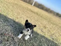 Jake, a male Cardigan Welsh Corgi and Pembroke Welsh Corgi for sale in Cookville, TX – Photo 2 of 6
