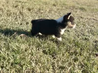 Jake, a male Cardigan Welsh Corgi and Pembroke Welsh Corgi for sale in Cookville, TX – Photo 6 of 6