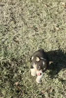 Jake, a male Cardigan Welsh Corgi and Pembroke Welsh Corgi for sale in Cookville, TX – Photo 3 of 6