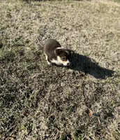 Jake, a male Cardigan Welsh Corgi and Pembroke Welsh Corgi for sale in Cookville, TX – Photo 5 of 6