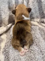 George, a male Pembroke Welsh Corgi for sale in Cookville, TX – 7 of 9
