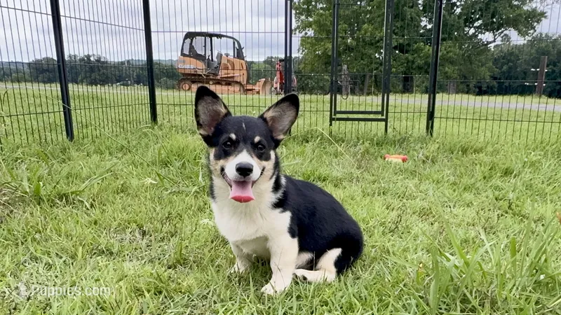Bessie – Cardigan Welsh Corgi, Pembroke Welsh Corgi puppy for sale in Cookville, TX