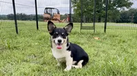 Bessie, a female Cardigan Welsh Corgi and Pembroke Welsh Corgi for sale in Cookville, TX – 1 of 10