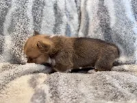 George, a male Pembroke Welsh Corgi for sale in Cookville, TX – 2 of 9