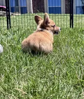 Owen, a male Pembroke Welsh Corgi for sale in Cookville, TX – 3 of 10