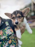Izzy, a female Pembroke Welsh Corgi for sale in Cookville, TX – 2 of 8