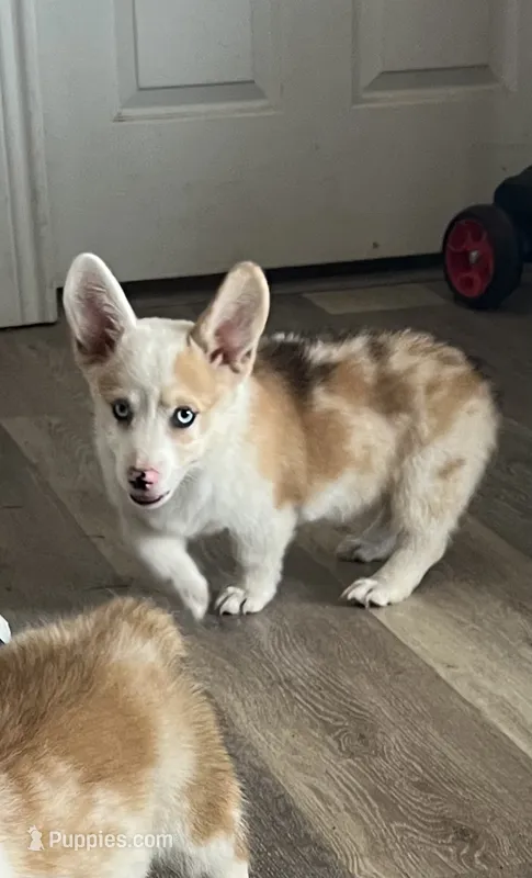 Crissy – Cardigan Welsh Corgi, Pembroke Welsh Corgi puppy for sale in Cookville, TX