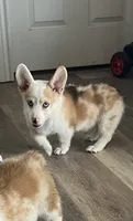 Crissy, a female Cardigan Welsh Corgi and Pembroke Welsh Corgi for sale in Cookville, TX – 1 of 8