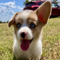 Chelsea, a female Cardigan Welsh Corgi and Pembroke Welsh Corgi for sale in Cookville, TX – 4 of 7
