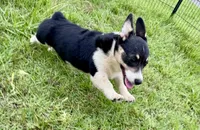 Bessie, a female Cardigan Welsh Corgi and Pembroke Welsh Corgi for sale in Cookville, TX – 5 of 10