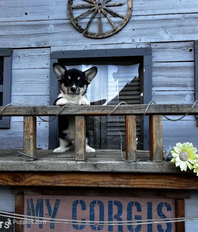 RJ – Cardigan Welsh Corgi, Pembroke Welsh Corgi puppy for sale in Cookville, TX