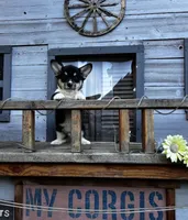 RJ, a male Cardigan Welsh Corgi and Pembroke Welsh Corgi for sale in Cookville, TX – 1 of 6