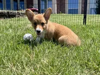 Owen, a male Pembroke Welsh Corgi for sale in Cookville, TX – 8 of 10