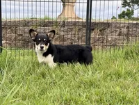 Bonnie, a female Cardigan Welsh Corgi and Pembroke Welsh Corgi for sale in Cookville, TX – 4 of 8
