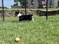 RJ, a male Cardigan Welsh Corgi and Pembroke Welsh Corgi for sale in Cookville, TX – 3 of 10