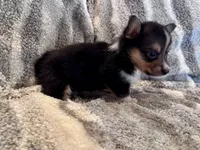 Mer, a female Pembroke Welsh Corgi for sale in Cookville, TX – 3 of 6