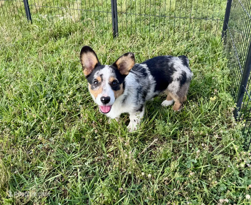 Boone – Cardigan Welsh Corgi, Pembroke Welsh Corgi puppy for sale in Cookville, TX