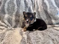 Richard, a male Pembroke Welsh Corgi for sale in Cookville, TX – 5 of 9