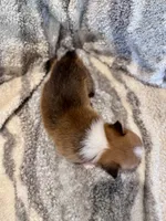 Alex, a male Pembroke Welsh Corgi for sale in Cookville, TX – 2 of 8