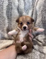Owen, a male Pembroke Welsh Corgi for sale in Cookville, TX – 6 of 7