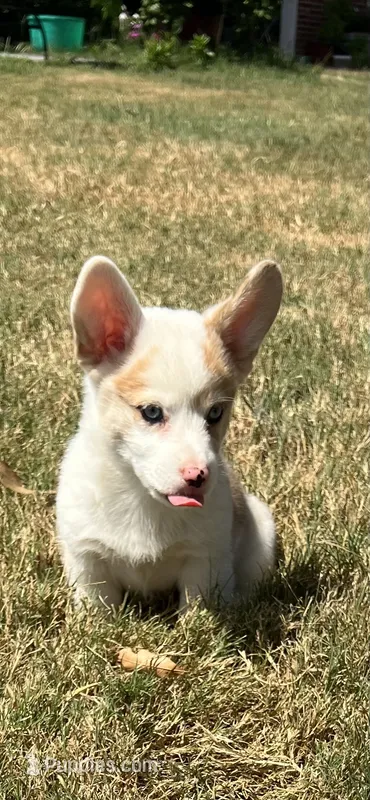 Crissy – Cardigan Welsh Corgi, Pembroke Welsh Corgi puppy for sale in Cookville, TX