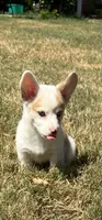 Crissy, a female Cardigan Welsh Corgi and Pembroke Welsh Corgi for sale in Cookville, TX – 4 of 7