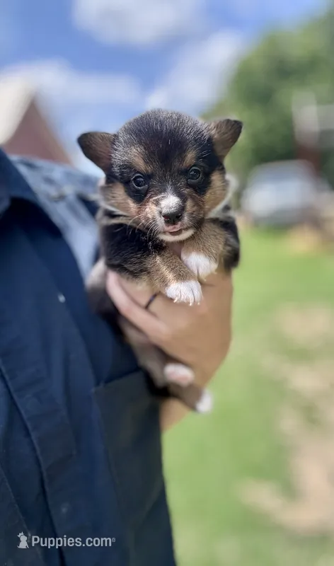 Richard – Pembroke Welsh Corgi puppy for sale in Cookville, TX
