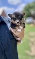 Richard, a male Pembroke Welsh Corgi for sale in Cookville, TX – 1 of 9