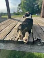 RJ, a male Cardigan Welsh Corgi and Pembroke Welsh Corgi for sale in Cookville, TX – 2 of 6