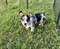 Bryson, a male Cardigan Welsh Corgi and Pembroke Welsh Corgi for sale in Cookville, TX – 2 of 6