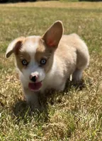 Chelsea, a female Cardigan Welsh Corgi and Pembroke Welsh Corgi for sale in Cookville, TX – 5 of 7
