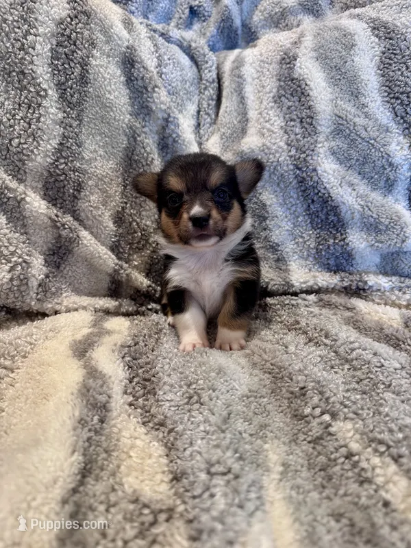 Izzy – Pembroke Welsh Corgi puppy for sale in Cookville, TX