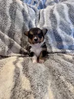 Izzy, a female Pembroke Welsh Corgi for sale in Cookville, TX – 1 of 6