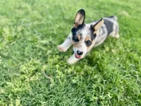 Bryson, a male Cardigan Welsh Corgi and Pembroke Welsh Corgi for sale in Cookville, TX – 5 of 9