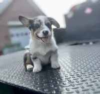Bryson, a male Cardigan Welsh Corgi and Pembroke Welsh Corgi for sale in Cookville, TX – 4 of 9