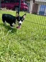 RJ, a male Cardigan Welsh Corgi and Pembroke Welsh Corgi for sale in Cookville, TX – 6 of 10