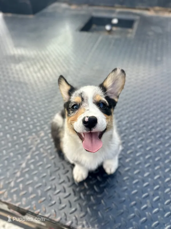 Bryson – Cardigan Welsh Corgi, Pembroke Welsh Corgi puppy for sale in Cookville, TX