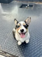 Bryson, a male Cardigan Welsh Corgi and Pembroke Welsh Corgi for sale in Cookville, TX – 1 of 9